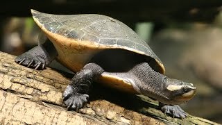 Redbellied Shortnecked Turtle  Emydura Subglobosa [upl. by Ttennaej]