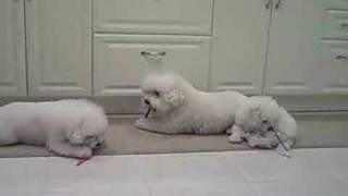 Bichons Brushing their teeth dogs brush teeth [upl. by Taite244]