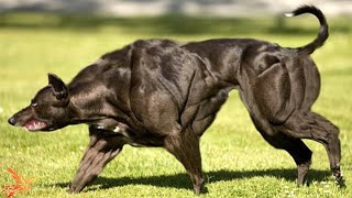 10 Most Muscular Dog Breeds in the World [upl. by Meensat]