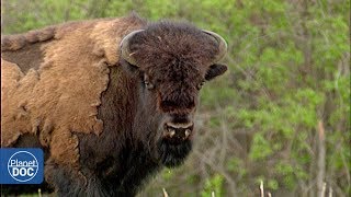 El bisonte americano Wood Buffalo  Documental Completo [upl. by Einnaoj]