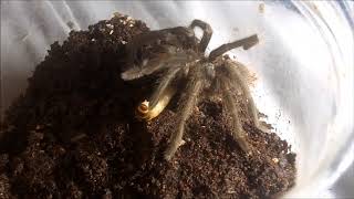 Tarantula Feeding Video 143 Part 3  Escapees [upl. by Ifar256]