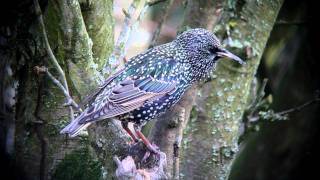 Starling feeding and singing [upl. by Ibrad145]