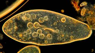 Amazing Microscopic HD Video Paramecium Feeding [upl. by Nelehyram]