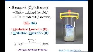 Lab 28 Anaerobic Jar and Thioglycollate Medium [upl. by Muriah]