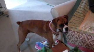 Insane Female Boxer Dog [upl. by Leahcimsemaj]