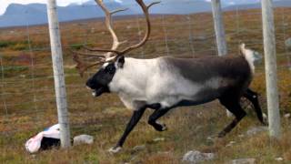 Samiska nationalsången  the Sámi Nationalanthem [upl. by Amara]