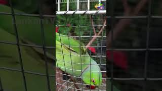 Talking Parrot in Sri Lanka 🇱🇰  Sinhala Speaking Parrot  සිංහල කතා කරන ගිරවා [upl. by Nissensohn]