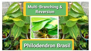 Philodendron Brasil Branches amp Reverts to Heartleaf [upl. by Atinav]