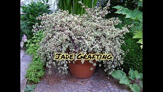 JadePortulacaria afra variegata Grafting with update [upl. by Meenen675]