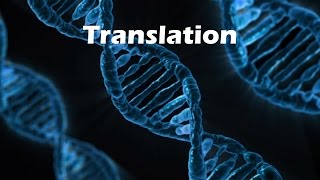 Polypeptide Synthesis Translation [upl. by Ronen297]