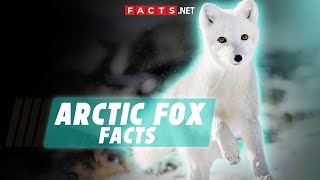 Arctic Fox Facts amp Characteristics of These Frosty Foxes [upl. by Berenice516]