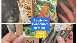 Concombre et Maïs en avant pour 2024 🌽🍋 [upl. by Seravart683]