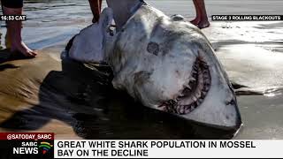 Number of Great White Sharks along Mossel Bay coast dwindling [upl. by Introk]