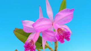 Cattleya lueddemanniana frubra Elisa orchid [upl. by Hemingway]