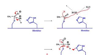 Mechanism of Action of Acetylcholinesterase [upl. by Assiluj654]