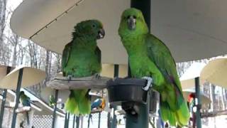 YellowNaped Amazon Parrots Talking like an Old Married Couple [upl. by Giffer]