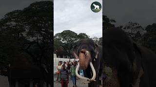 මහ ඇතු quot වාසනා quot 🐘🍃❤ Tusker wasana elephante wildanimals [upl. by Ella]