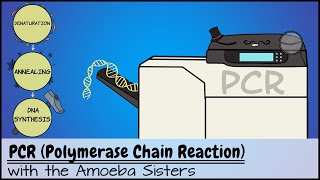 PCR Polymerase Chain Reaction [upl. by Eidorb]