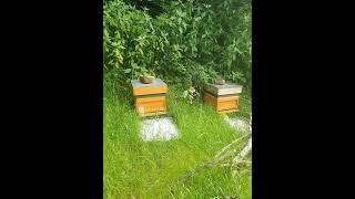 Memory Lane 2022  Starting out in Beekeeping 🐝 shorts [upl. by Nohsal]