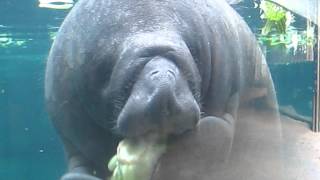 Baby manatee eating lettuce [upl. by Norward]