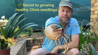 Secret to healthy Clivia seedlings [upl. by Elohcan]