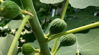 Ripen Figs Faster With This Simple Trick Great For Cold Climates amp Short Growing Seasons [upl. by Mungo850]