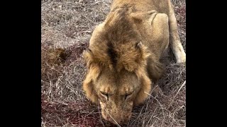 Black Dam Male Lion stole a steenbok kill from wild dogs  25 September 2024 [upl. by Ardeahp]