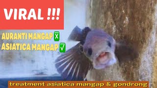 VIRAL  Channa Asiatica Mangap Mangap dan Gondrong  Treatment Channa Asiatica Mangap Gondrong [upl. by Esiuqcaj]