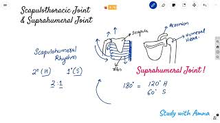 Scapulothoracic Joint  Suprahumeral joint amp Impingement syndrome  Scapulohumeral rhythm [upl. by Yelserp]