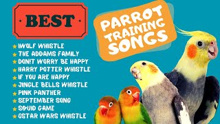 Easy Parrot Training Whistle Practice for Cockatiels Parrot Whistle Training [upl. by Miyasawa]