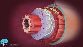 Layers of the alimentary canal [upl. by Ecinna]