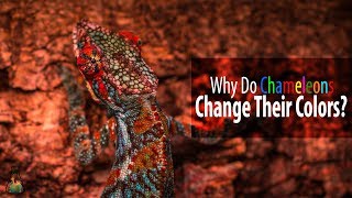 Why Do Chameleons Change Their Colors [upl. by Terena]