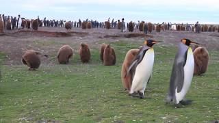 Penguins A Treasure of the Falkland Islands [upl. by Kilam]