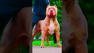 Pitbull vs rotbiller dogs pitbull viral trending pitbull shorts videos [upl. by Graves]