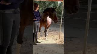 Clicker training sessions with our biggest dog clickertraining horse horsetraining [upl. by Sharona]