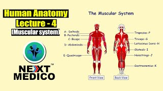 NEXT MEDICO 2022  MBBS  Human Anatomy Muscular system Lecture 4 [upl. by Kwasi924]