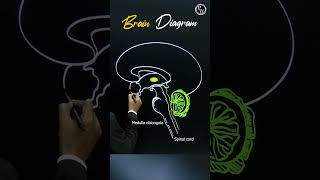 Want to Understand Your Brain Better Watch This Now pwenglish science biology [upl. by Werna883]