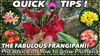 PLUMERIA PARADISE How to Grow and Care For the Stunning Frangipani [upl. by Ajiat]