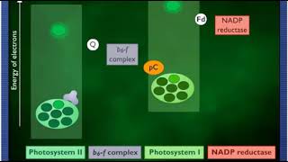 McGH  Cyclic and Noncyclic Photophosphorylation [upl. by Nisior475]