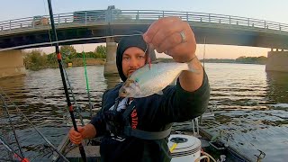 Bridge Fishing for MONSTER Fall Flatheads [upl. by Edward]