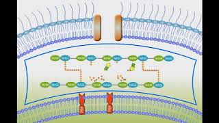 Penicillin Mechanism of Action animation video [upl. by Tegirb]