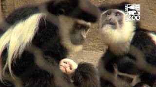 New Colobus Monkey Baby  Cincinnati Zoo [upl. by Lain]