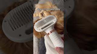 Effortlessly remove pet hair with our selfcleaning slicker brush PetCare PetComfort FidoFave [upl. by Aliled]