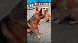 Angry Rottweiler vs German shepherd [upl. by Rybma928]