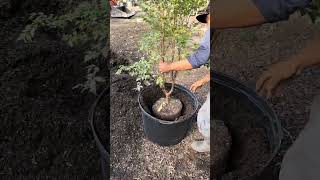 How to transplant a Jaboticaba Tree Fertilizer Soil [upl. by Atteuqnas789]