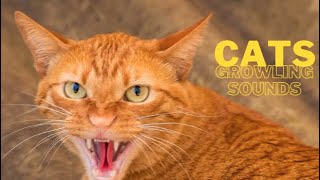 Cats Growling Sounds [upl. by Eisak]