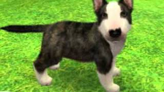 Nintendogs  Cats Bull Terrier [upl. by Alane]