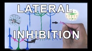 Concept of Lateral Inhibition  Neural Coding [upl. by Katlin962]