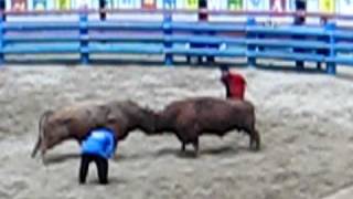 Bullfighting in South Korea [upl. by Yelrak]