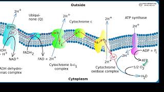 Oxidase Test [upl. by Beore285]